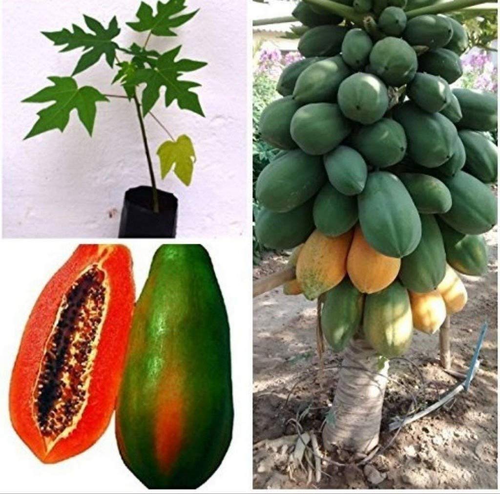 Red Lady Papaya Plants